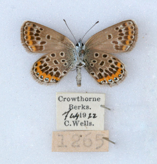 Plebejus argus (verso silver studded blue postdiscoelongata aberration) (Internet Image property of respective owner, non-commercial use only)